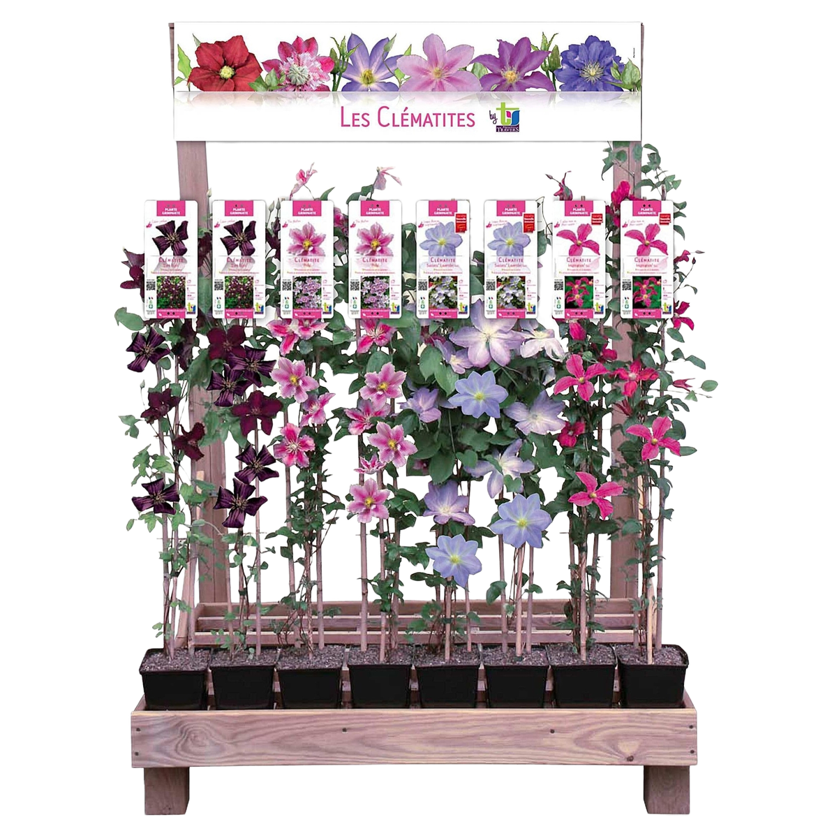 Meuble de vente au sol pour plantes grimpantes, modèle Les Clématites